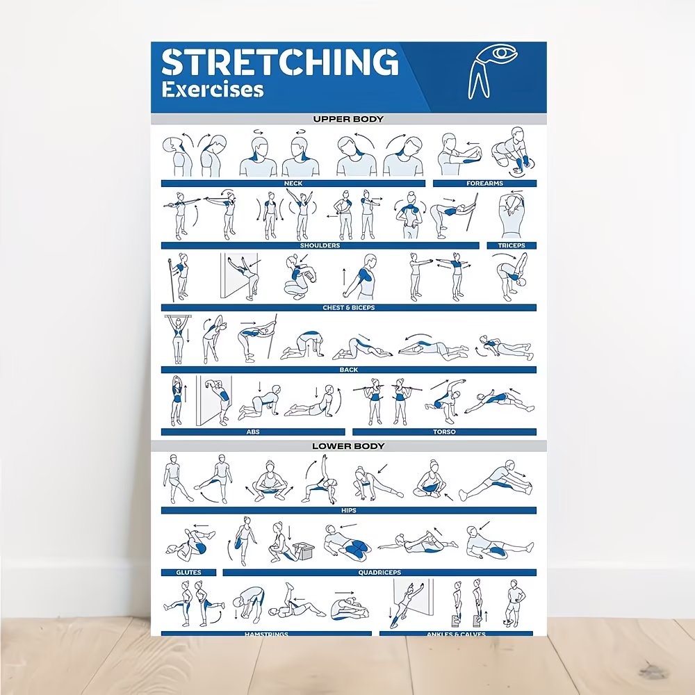 Modern Labeled Full-Body Stret - Sports Equipment Poster 评论和价格